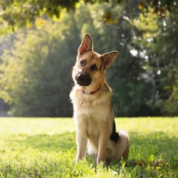 Surprise!! You Just Annoyed Your Dog…